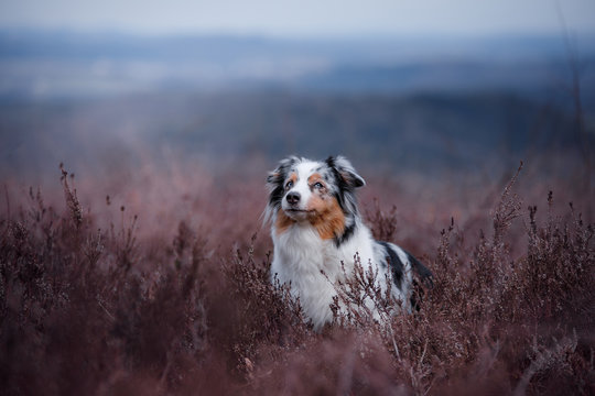 dog in a flowering Heather on the field. Australian shepherd in nature. holiday photos of your pet outside