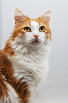 Portrait of a red fluffy cat