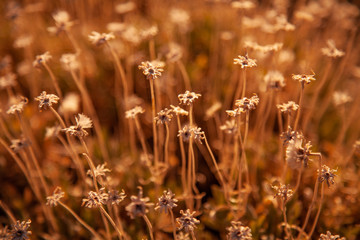 Bright yellow background of dried wildflowers. Sunny.