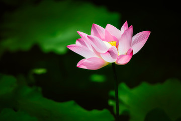 Beautiful pink lotus flower in blooming