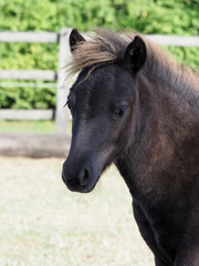 Obraz premium Shetland Pony Foal