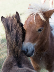 Naklejka na ściany i meble Two Shetland Pony Foals