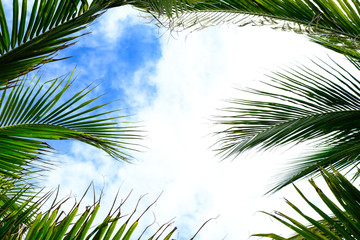 Fototapeta premium Coconut trees and coconut leaves
