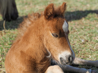 Obraz premium Shetland Pony Foal