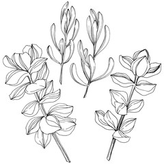 Vector Succulent floral botanical flower. Black and white engraved ink art. Isolated succulents illustration element.