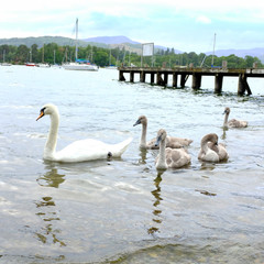 Cisnes © Ricardo Ferrando