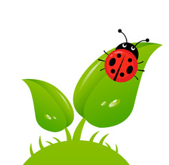 Vector illustration of a ladybug on a leaf