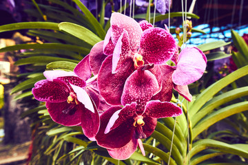 orchidea flower