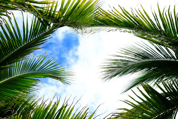 Obraz premium Coconut trees and coconut leaves