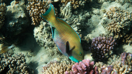 Yellow Parrot Fish