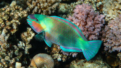 Naklejka na ściany i meble Colorful Parrot Fish