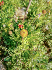 Plant flower Flowering fragility vulnerability beauty in Nature Freshness Growth head close-up inflorescence day Green