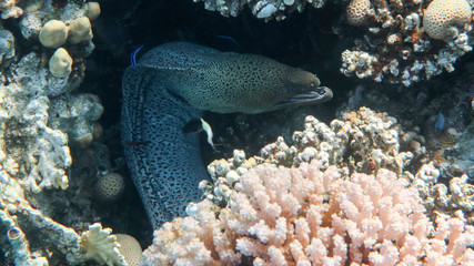 Giant Moray Eel - Gymnothorax javanicus