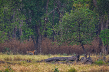 On a beautiful evening A future mother and pregnant tigress on territory marking at Kanha Tiger Reserve, India 