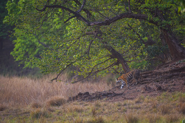 On a beautiful evening A future mother and pregnant tigress on territory marking at Kanha Tiger Reserve, India 