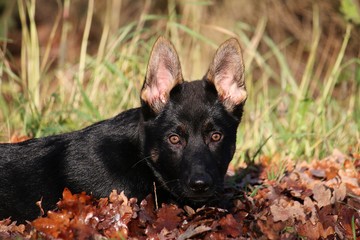 beautiful black german shepherd puppy is lying in autumn leafs in the garden