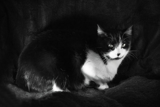 Black and white cat with immunodeficiency
