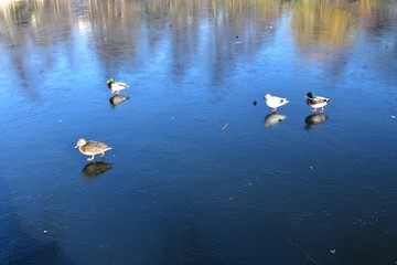 Ptaki w parku na zamarznietym stawie © Iwona