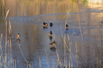 Ptaki w parku na zamarznietym stawie