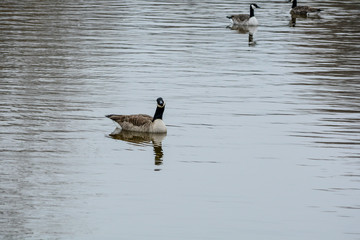 ducks on lake