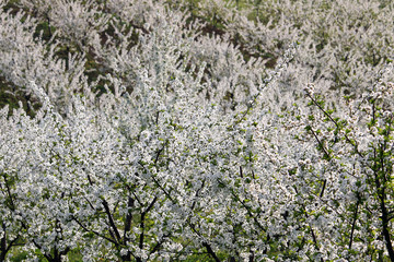 cherry orchard landscape nature background spring season