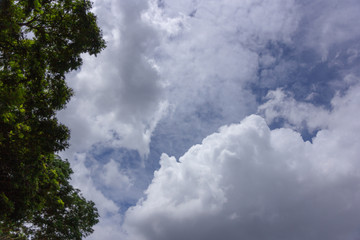 white cloud on blue sky background with tree