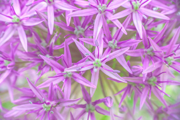 Macro texture purple Allium hollandicum flower, , soft selective focus