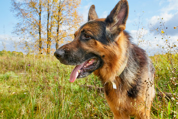 Dog German Shepherd outdoors in an autumn