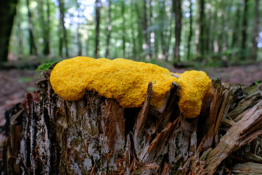 Gelbe Lohbl&uuml;te - Fuligo septica auf Totholz in einer Makroaufnahme