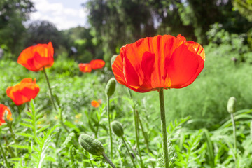 Beautiful Poppy in spring cottage garden