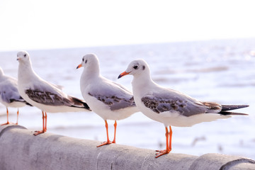 Seagulls standing on the sea shore