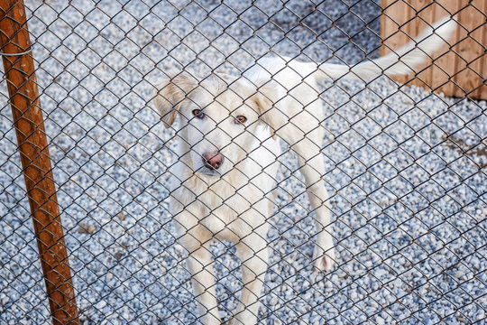 dog at the shelter