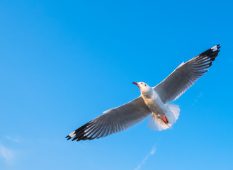 Single seagull flying in a blue sky
