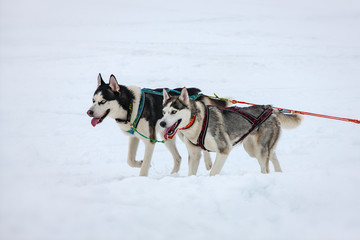 The Two husky dogs in snow