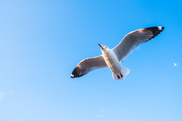 Single seagull flying in a blue sky