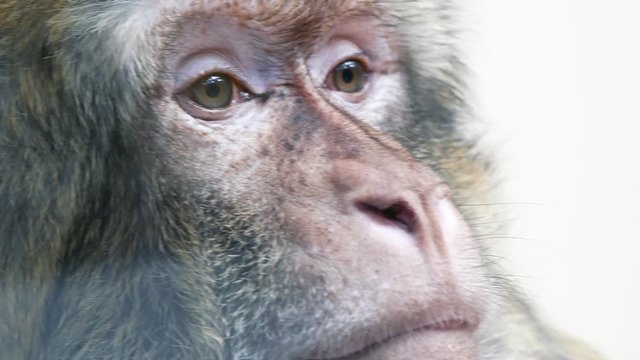 Extreme close up of barbary ape also known as magot. Monkey has incredibly smart look