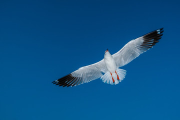 Fototapeta premium Single seagull flying in a blue sky