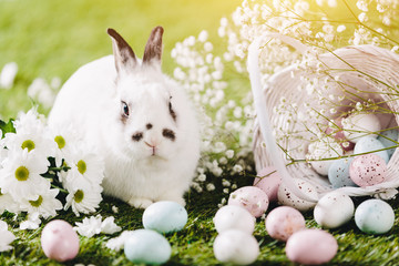 Rabbit sitting next to Easter decorations. © Photocreo Bednarek