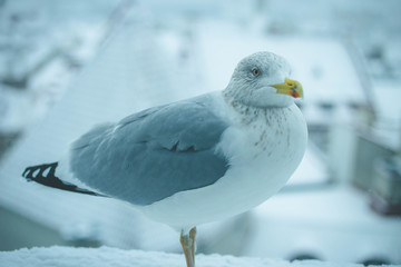 Close up of white seagull in snowy European old town