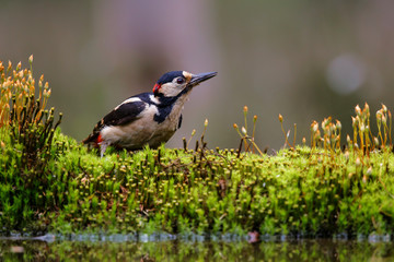 Great spotted woodpecker  in the forest- Netherlands