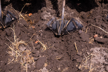 Planting a potato in the field with a special seed potatoes for potatoes