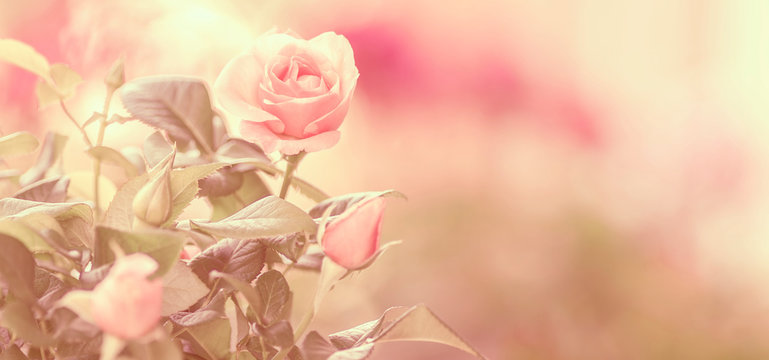 Rose in pink, Panorama, zum Beschreiben