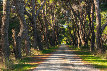 French country road running through tree alley .