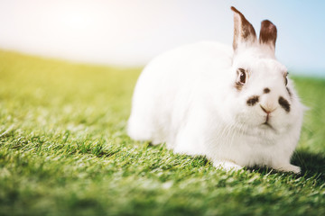 White rabbit laying on green grass.