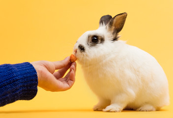 Obraz premium Woman feeding a rabbit with carrot.