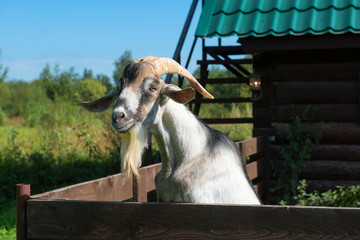 A curious goat with large horns peeping out of the pen