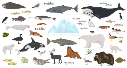 Ice sheet and polar desert biome. Terrestrial ecosystem world map. Arctic animals, birds, fish and plants infographic design