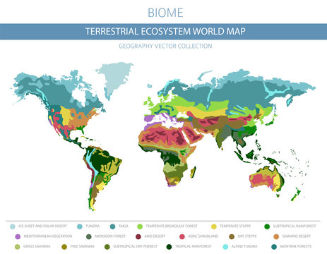 Terrestrial ecosystem world map. Biome. World climatic zone infographic design