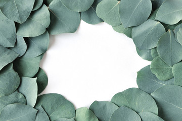 Fresh eucalyptus leaves. Flat lay, top view. Nature green Eucalyptus leaves  background