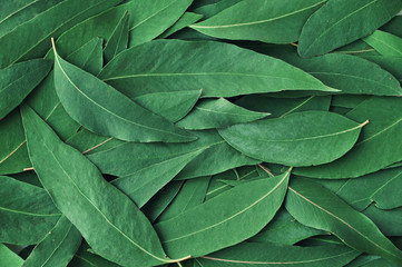 Fresh eucalyptus leaves. Flat lay, top view. Nature green Eucalyptus leaves  background